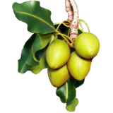 Beurre de Karité Bio - Butyrospermum parkii shea butter