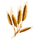 Huile de Germe de Blé capsules