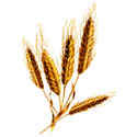 Huile de Germe de Blé capsules