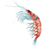Huile de Krill en capsules (Euphausia superba)