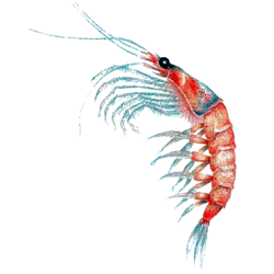 Huile de Krill capsules
