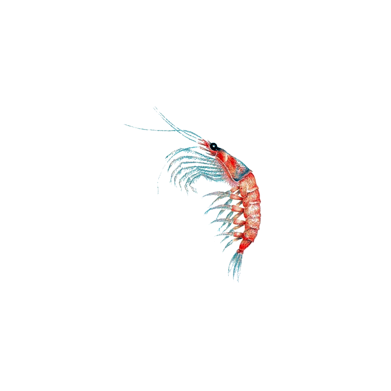 Huile de Krill en capsules (Euphausia superba)