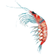 Huile de Krill capsules