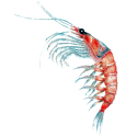 Huile de Krill capsules