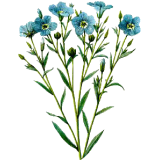 Huile de LIN vierge en capsules (Linum usitatissimum)