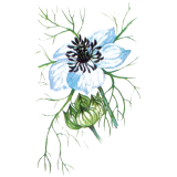 Huile de Nigelle ou Cumin noir en capsules (Immunité)