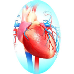 Cardiocool mélange en poudre