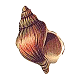 Cartipro+ marin mélange de plantes articulations