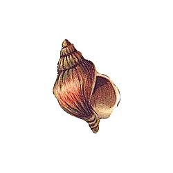 Cartipro+ marin gélules Pullulan