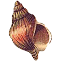 Cartipro+ marin gélules Pullulan