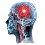 Cerveau & Système nerveux mélange en poudre Régénération