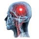 Cerveau & Système nerveux mélange en poudre Régénération
