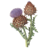 Diachol mélange de plantes en gélules Régénère (Glycémie & Cholestérol)