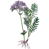 Mélange de plantes médicinales Emoticum (Nerfs)