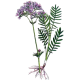 Mélange de plantes médicinales Emoticum (Nerfs)