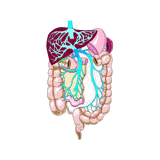 Mélange de plantes médicinales Hepatobil (Foie)