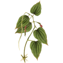 Imunovie Bio mélange en poudre
