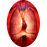 Mélange de plantes médicinales Pulmo (Bronches et Poumons)