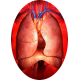 Mélange de plantes médicinales Pulmo (Bronches et Poumons)