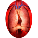 PULMO+ mélange gélules Pullulan