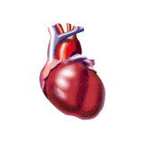 Tensio+ mélange d'Algues et huile de Poissons pour le Coeur