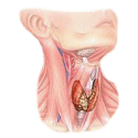Thyrovie mélange en poudre