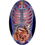 Mélange de plantes médicinales Transito+ (Estomac - Digestion)