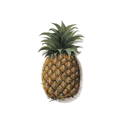 Ananas en gélules Pullulan