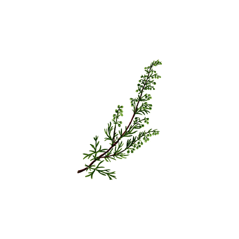 Armoise Bio en gélules (Artémisia vulgaris)
