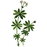 Aspérule en gélules Pullulan (Galium odoratum)