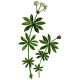 Aspérule en gélules Pullulan (Galium odoratum)