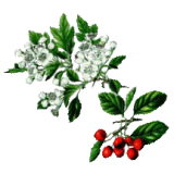 Aubépine Bio en gélules (Crataegus laevigata)