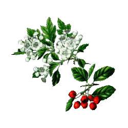 Aubépine Bio en gélules *