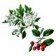 Aubépine Bio en gélules (Crataegus laevigata)