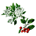 Aubépine Bio en gélules *