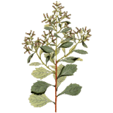 Baccharis en gélules