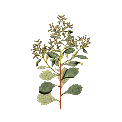 Baccharis en gélules