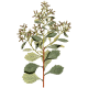 Baccharis en gélules