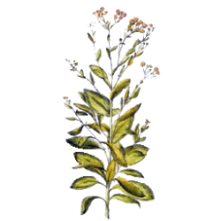Balsamite en gélules Pullulan