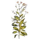 Balsamite en gélules Pullulan