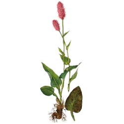 Bistorte racine gélules Pullulan