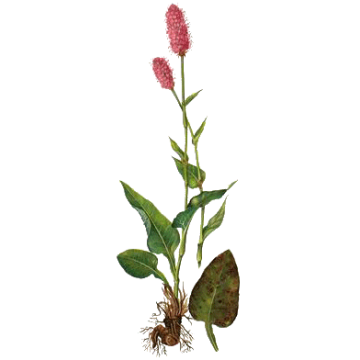 Bistorte racine gélules Pullulan Bistorte racine gélules Pullulan