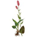 Bistorte racine gélules Pullulan