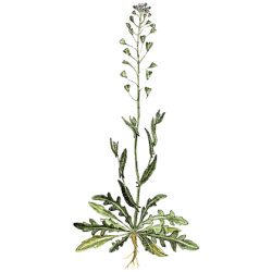 Bourse à Pasteur gélules Pullulan