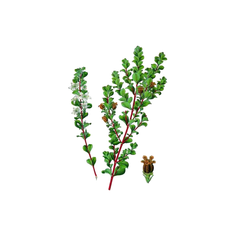 Buchu feuille en gélules