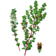 Buchu feuille en gélules