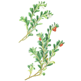 Busserole feuille en gélules (Arctostaphylos uva-ursi)