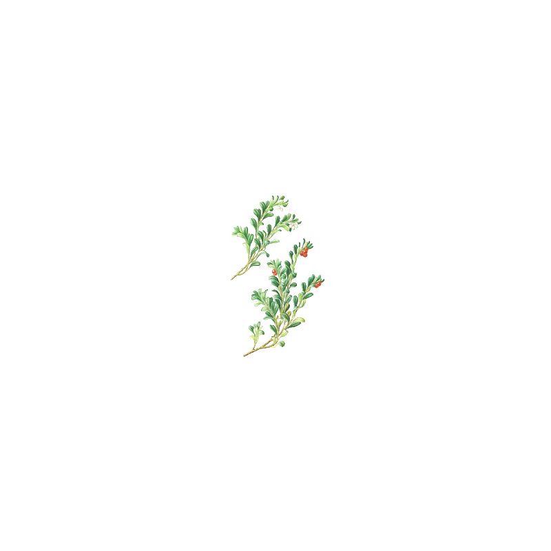 Busserole feuille en gélules (Arctostaphylos uva-ursi)