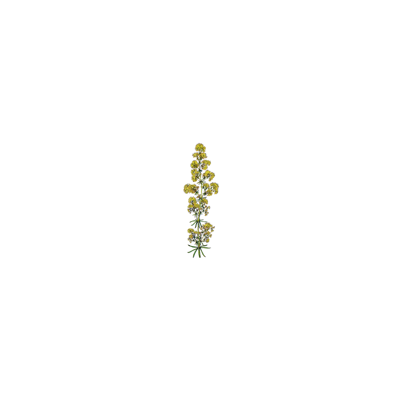 Caille Lait plante en gélules