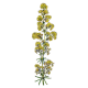 Caille Lait plante en gélules